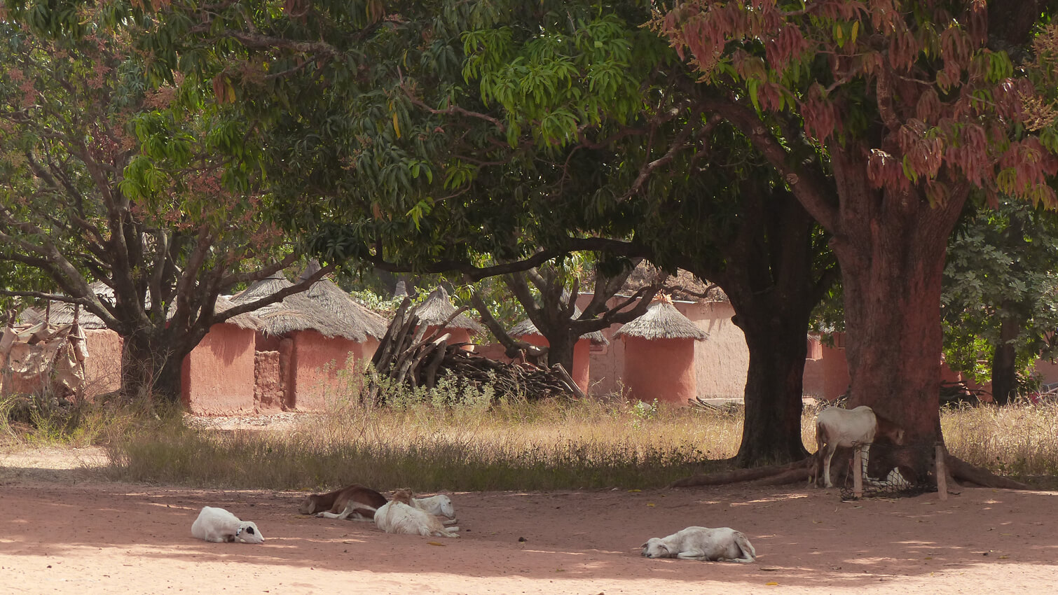 Village producteurs noix de cajou coopÃ©rative COOPAKE au Burkina
